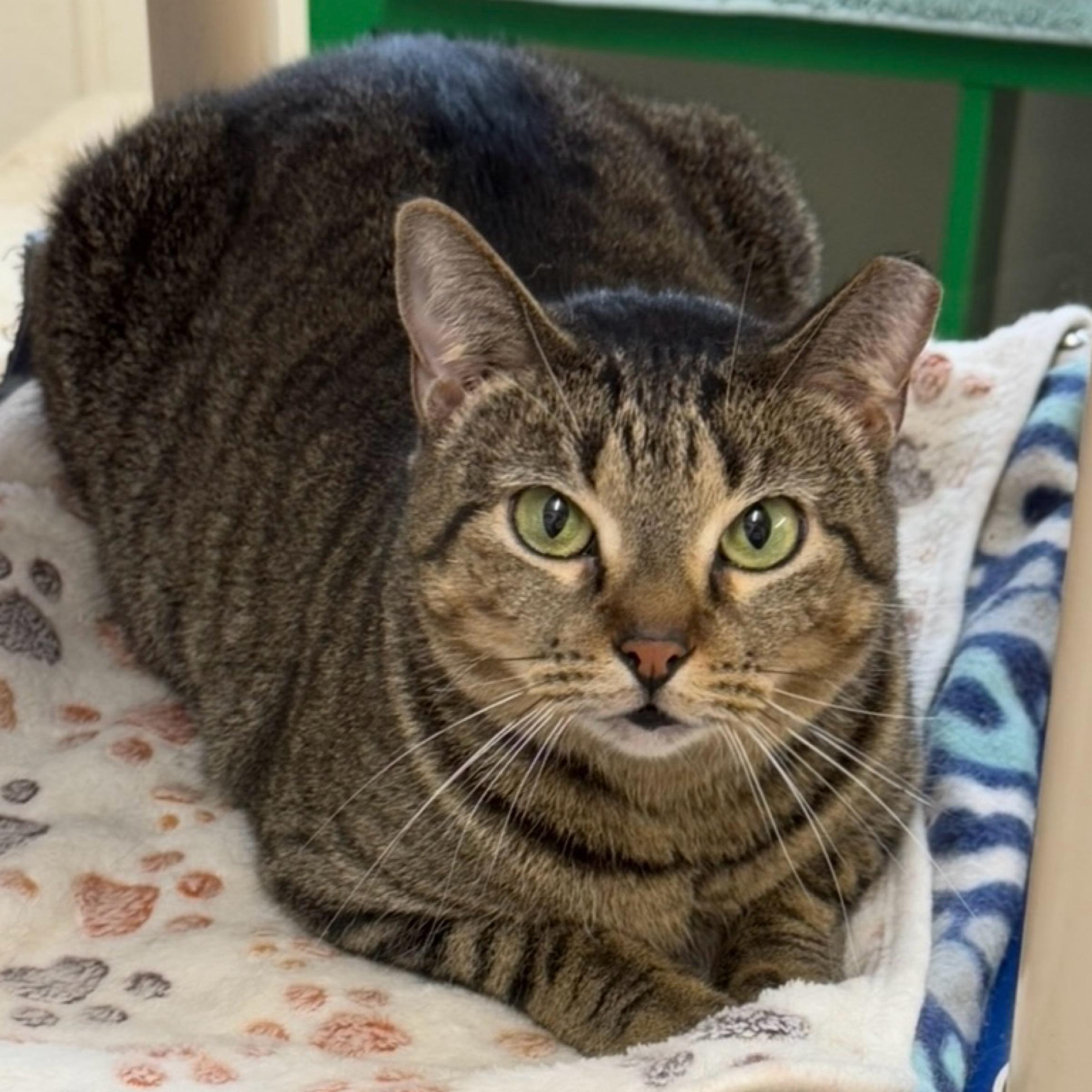 Sheba, Adult Female Tabby