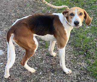 Enlarge Rowan 2 years old Playful Fun Houndy Beauty, an adopted American Foxhound in Charlottesville, VA image 3/3