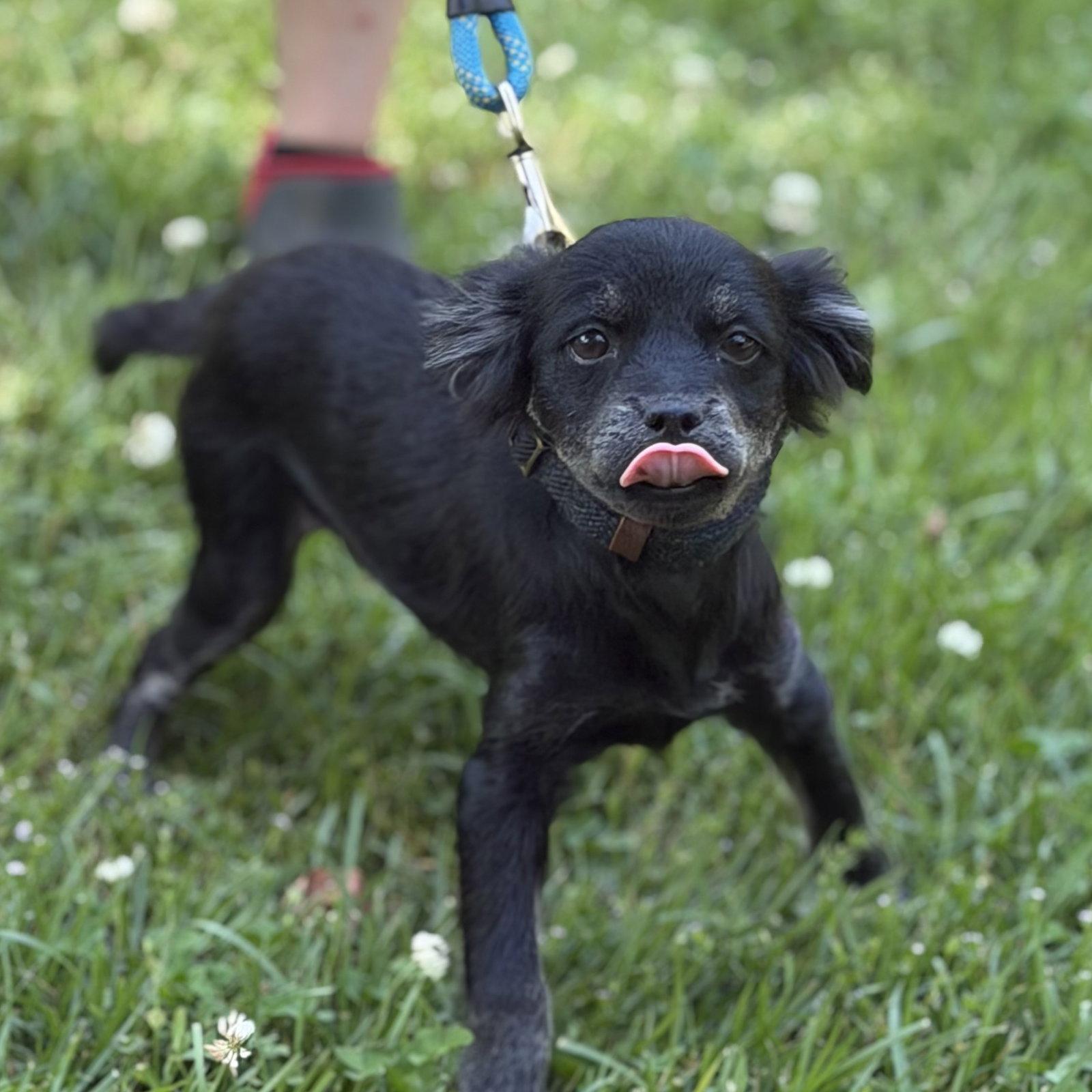 ESPRESSO, a Adopted mixed breed in Hagerstown, MD image 1/3