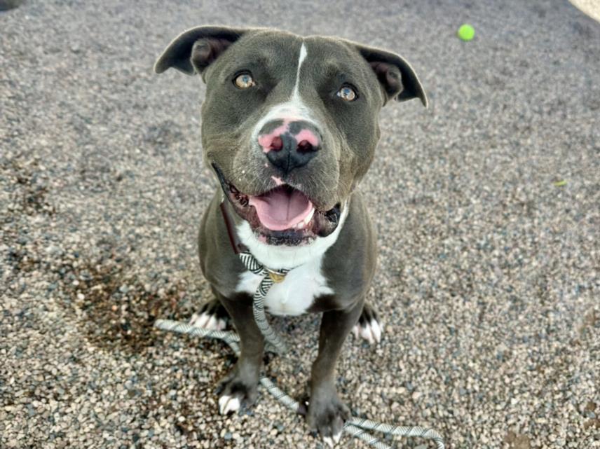Enlarge DOUG, a Adoptable Pit Bull Terrier in Mesa, AZ image 1/1