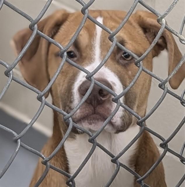 Enlarge DWAYNE, a Adoptable mixed breed in Anchorage, AK image 1/1