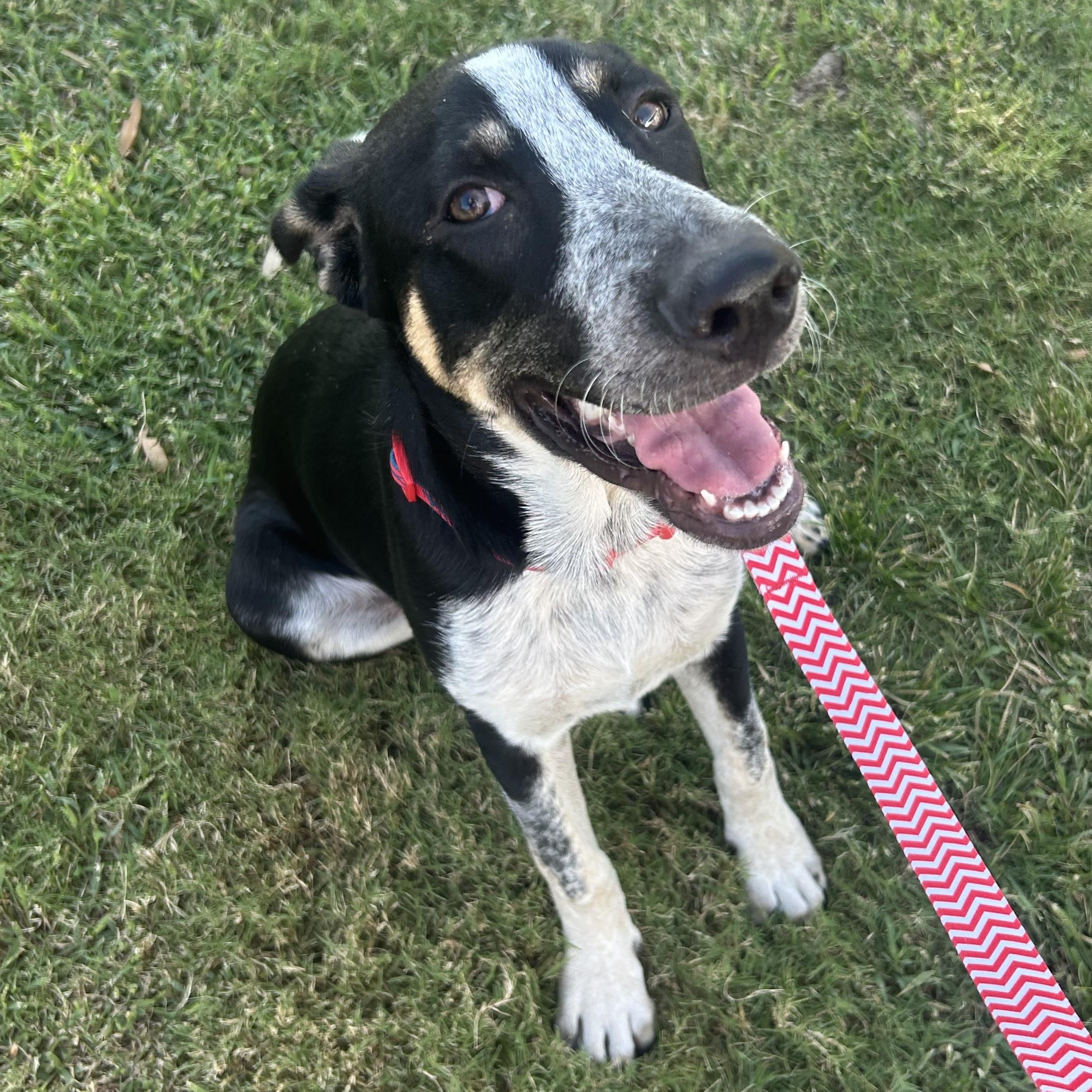 Enlarge Orca, an adopted mixed breed in Bryan, TX image 2/5