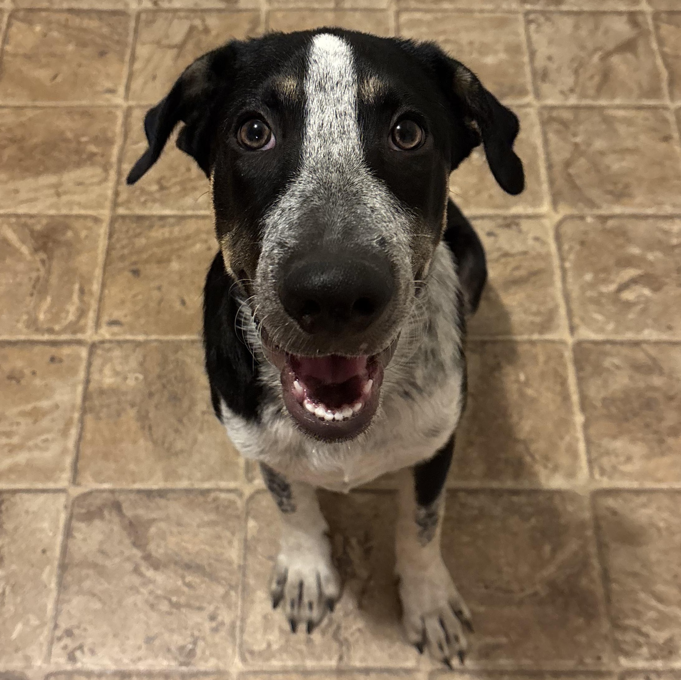 Enlarge Orca, an adopted mixed breed in Bryan, TX image 1/5