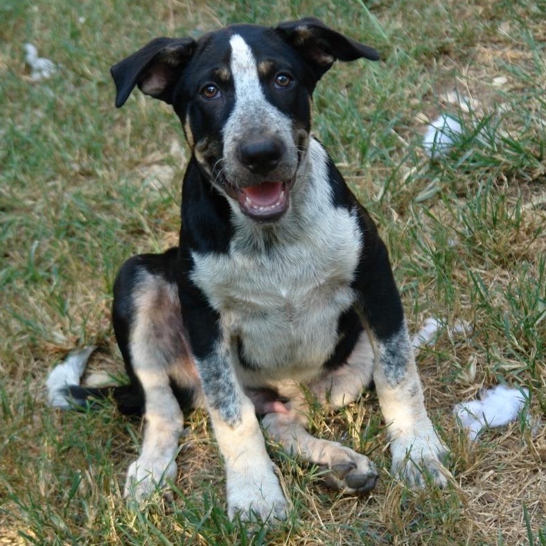 Enlarge Orca, an adopted mixed breed in Bryan, TX image 3/5