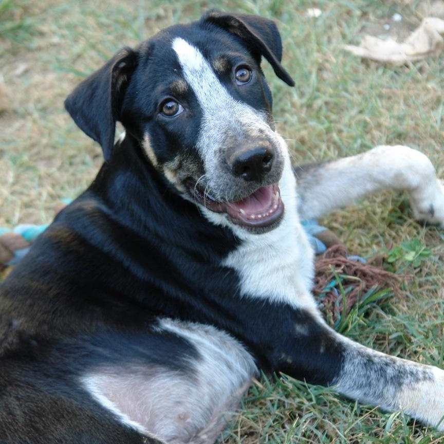 Enlarge Orca, an adopted mixed breed in Bryan, TX image 4/5