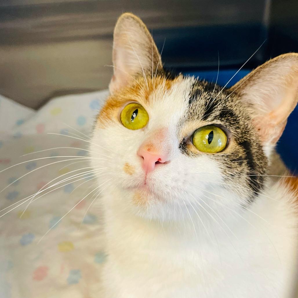 Enlarge Churro, a Adoptable Domestic Short Hair in Columbia Station, OH image 1/6