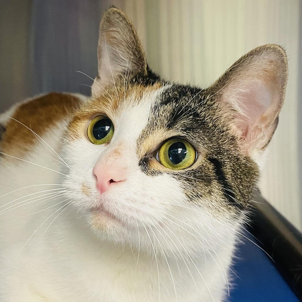 Enlarge Churro, a Adoptable Domestic Short Hair in Columbia Station, OH image 2/6