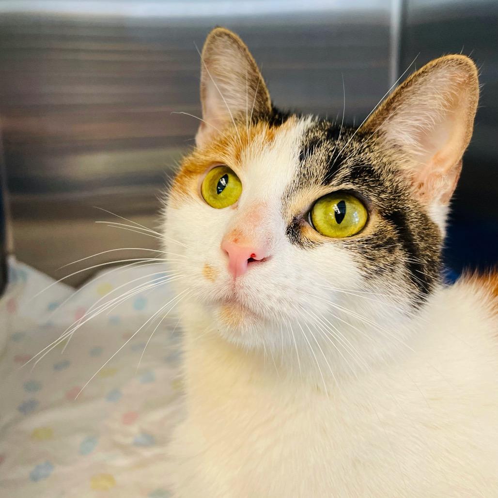 Enlarge Churro, a Adoptable Domestic Short Hair in Columbia Station, OH image 3/6