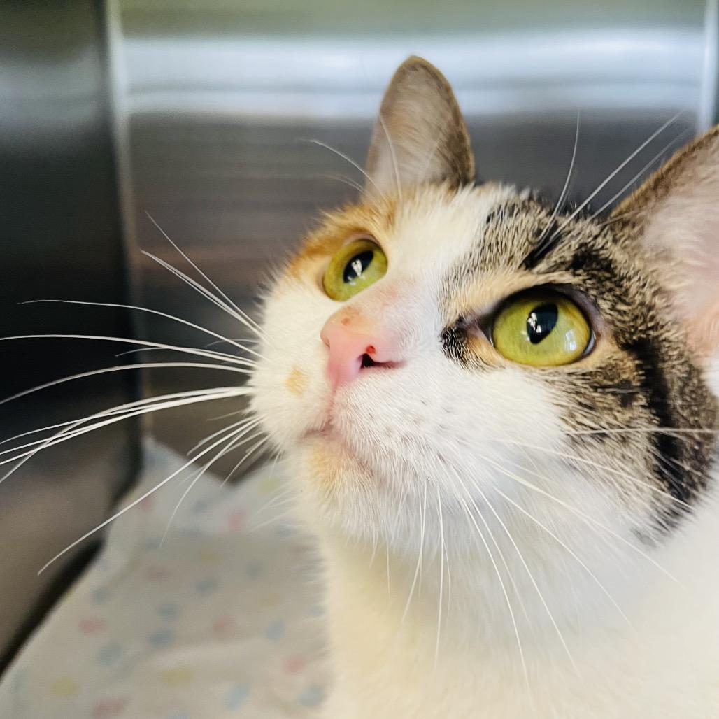 Enlarge Churro, a Adoptable Domestic Short Hair in Columbia Station, OH image 4/6