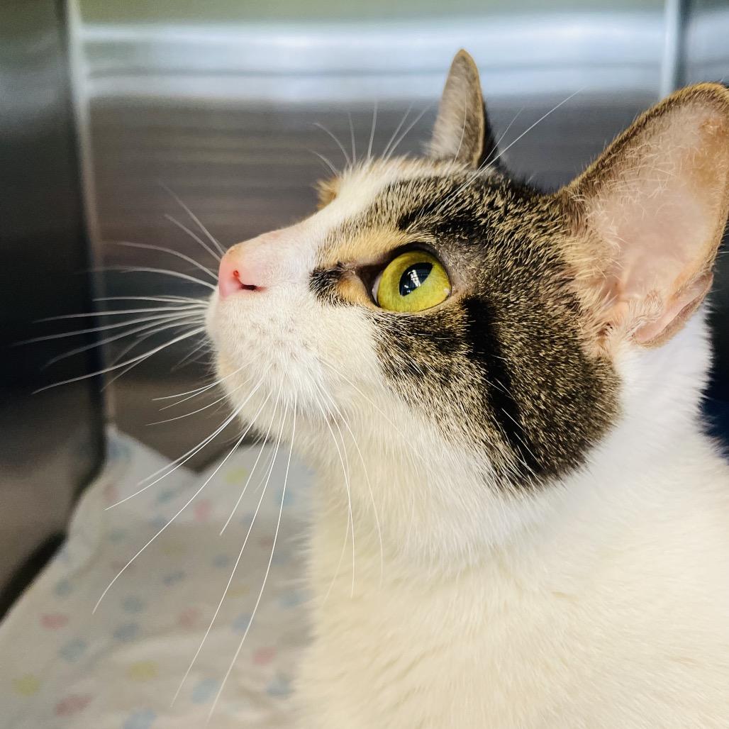 Enlarge Churro, a Adoptable Domestic Short Hair in Columbia Station, OH image 5/6