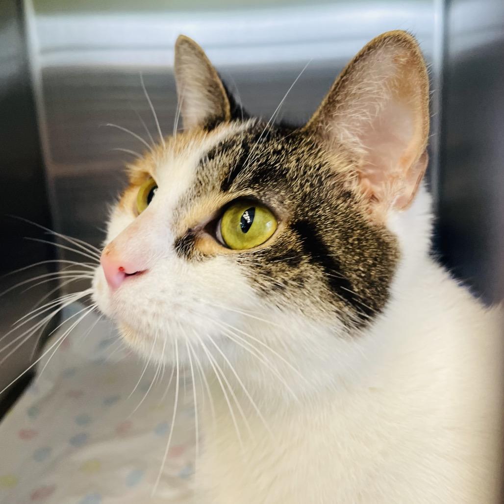 Enlarge Churro, a Adoptable Domestic Short Hair in Columbia Station, OH image 6/6