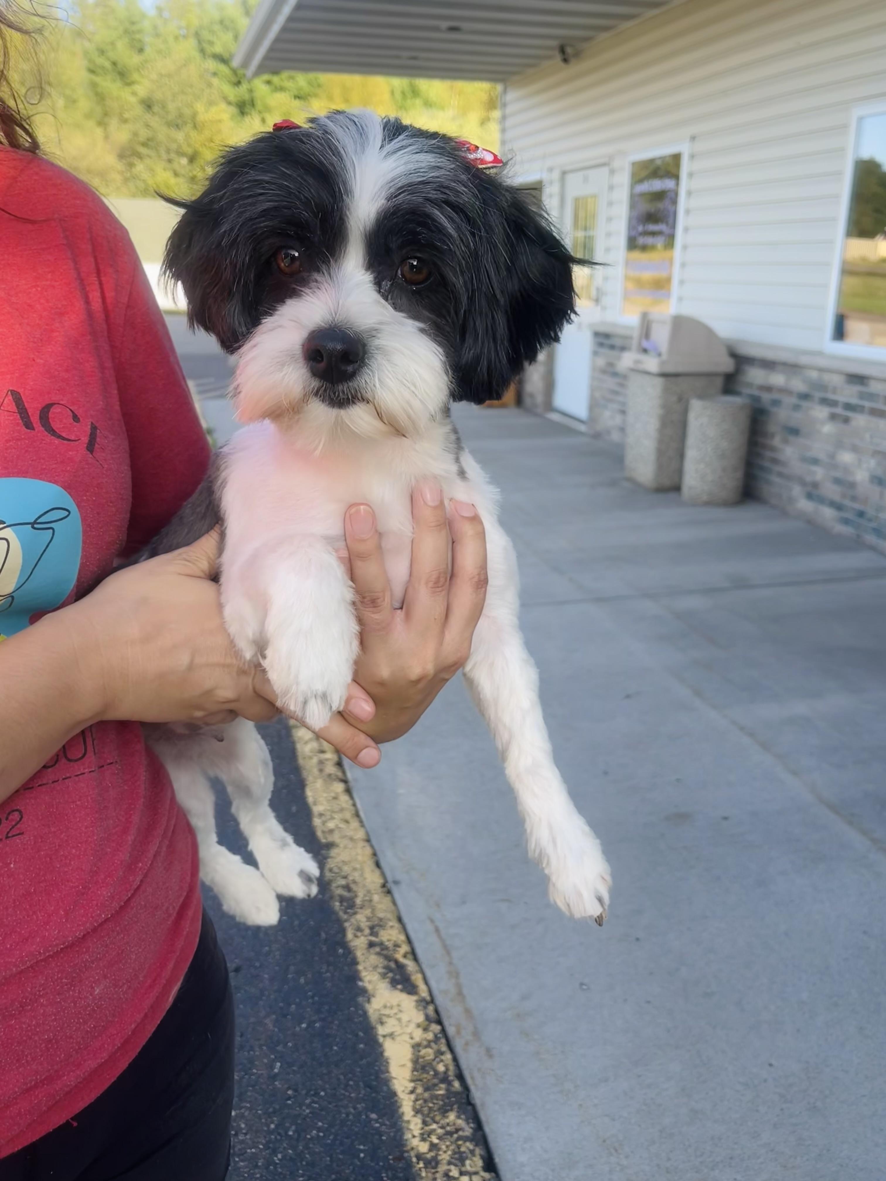 Enlarge Eclair, a Adopted mixed breed in Winter, WI image 1/2
