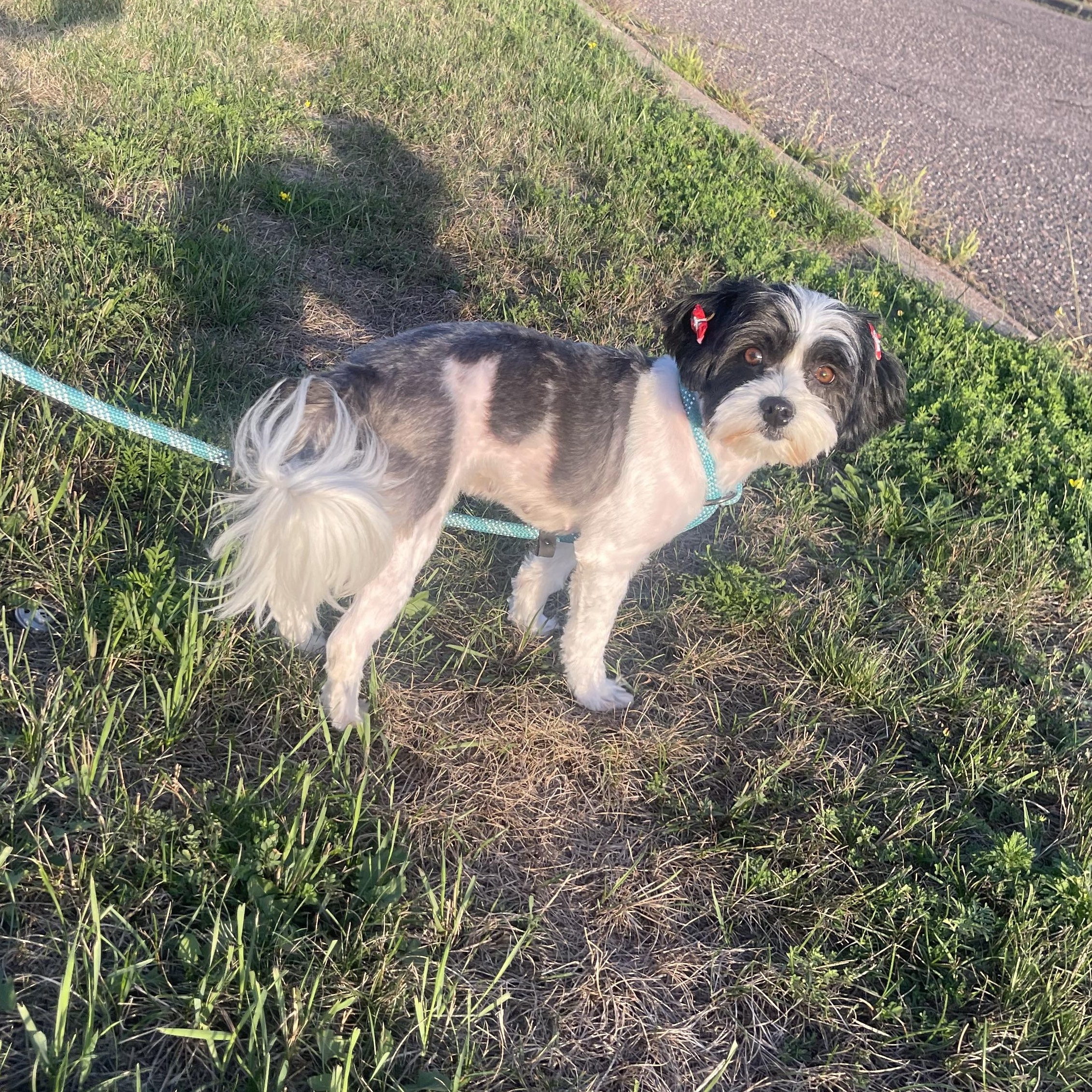 Enlarge Eclair, a Adopted mixed breed in Winter, WI image 2/2