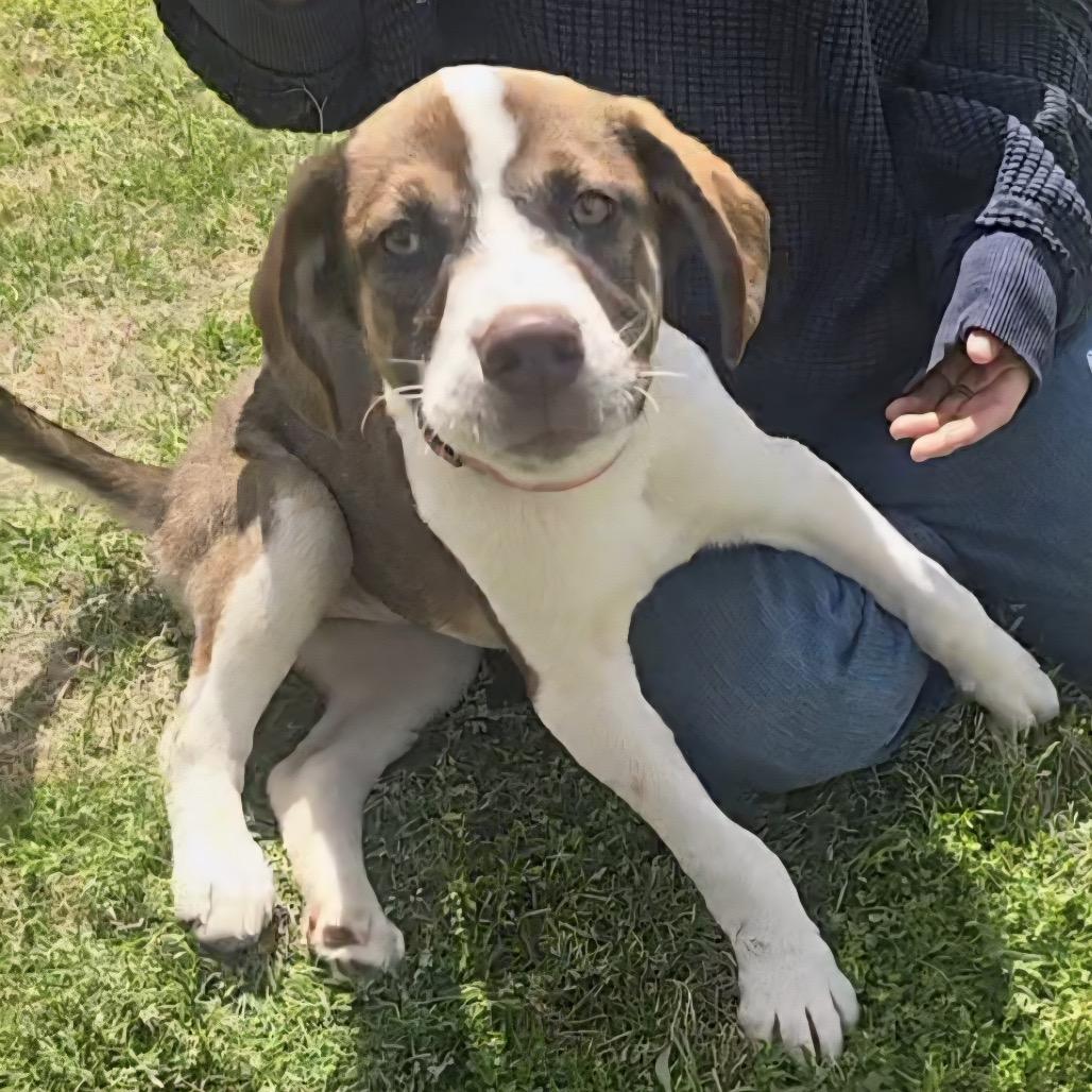 Enlarge Mercedes, a Adoptable mixed breed in Huntsville, AL image 1/6