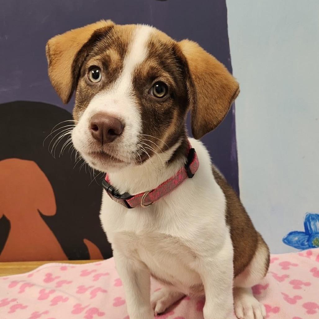 Enlarge Mercedes, a Adoptable mixed breed in Huntsville, AL image 2/6