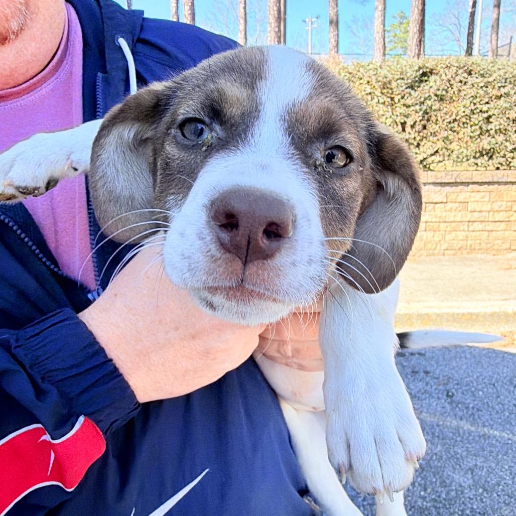 Enlarge Mercedes, a Adoptable mixed breed in Huntsville, AL image 3/6