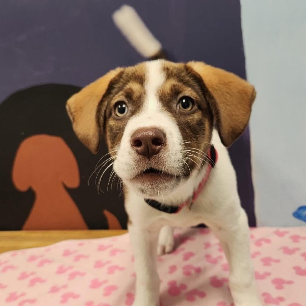 Enlarge Mercedes, a Adoptable mixed breed in Huntsville, AL image 4/6