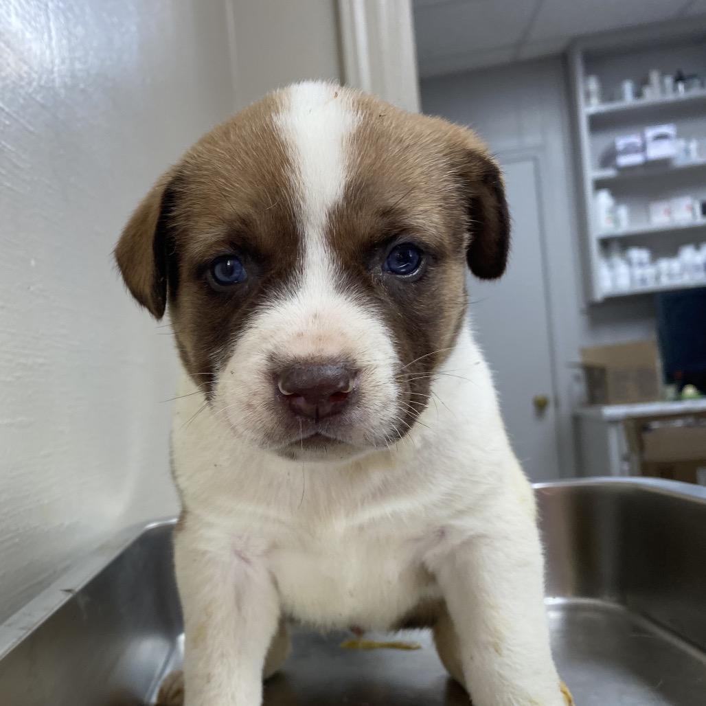 Enlarge Mercedes, a Adoptable mixed breed in Huntsville, AL image 5/6