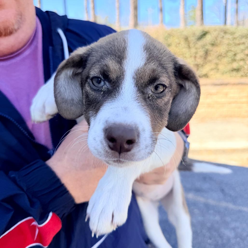 Enlarge Mercedes, a Adoptable mixed breed in Huntsville, AL image 6/6