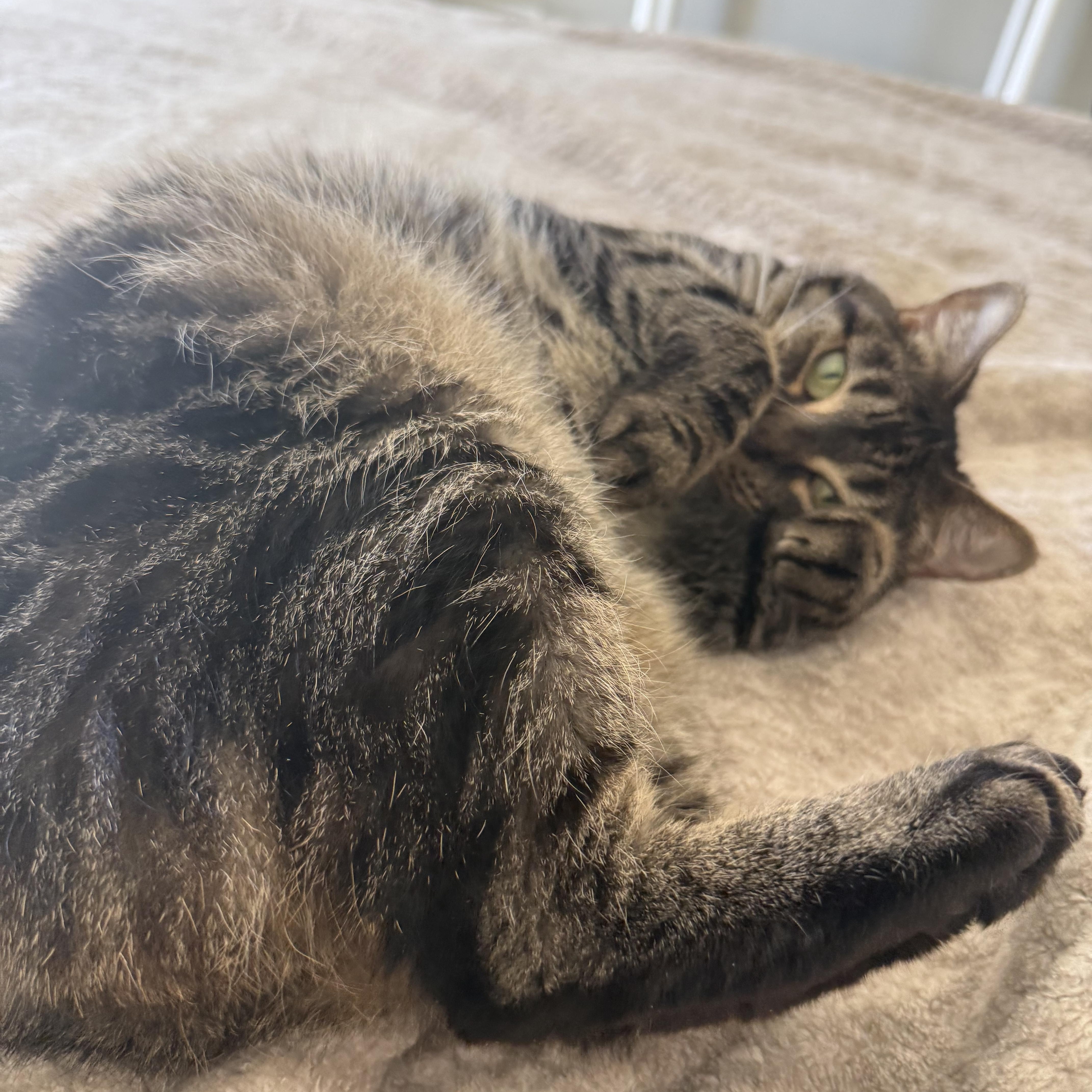 Tika, ADOPTABLE, Adult Female Domestic Medium Hair & Norwegian Forest Cat.