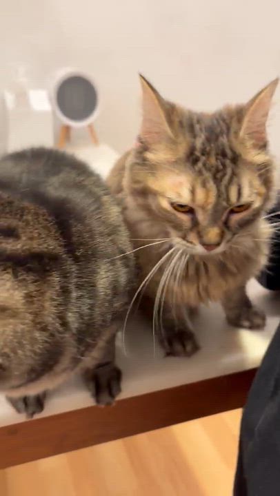 Enlarge Tika bonded with Precious, a ADOPTABLE mixed breed in Malibu, CA video 1/3