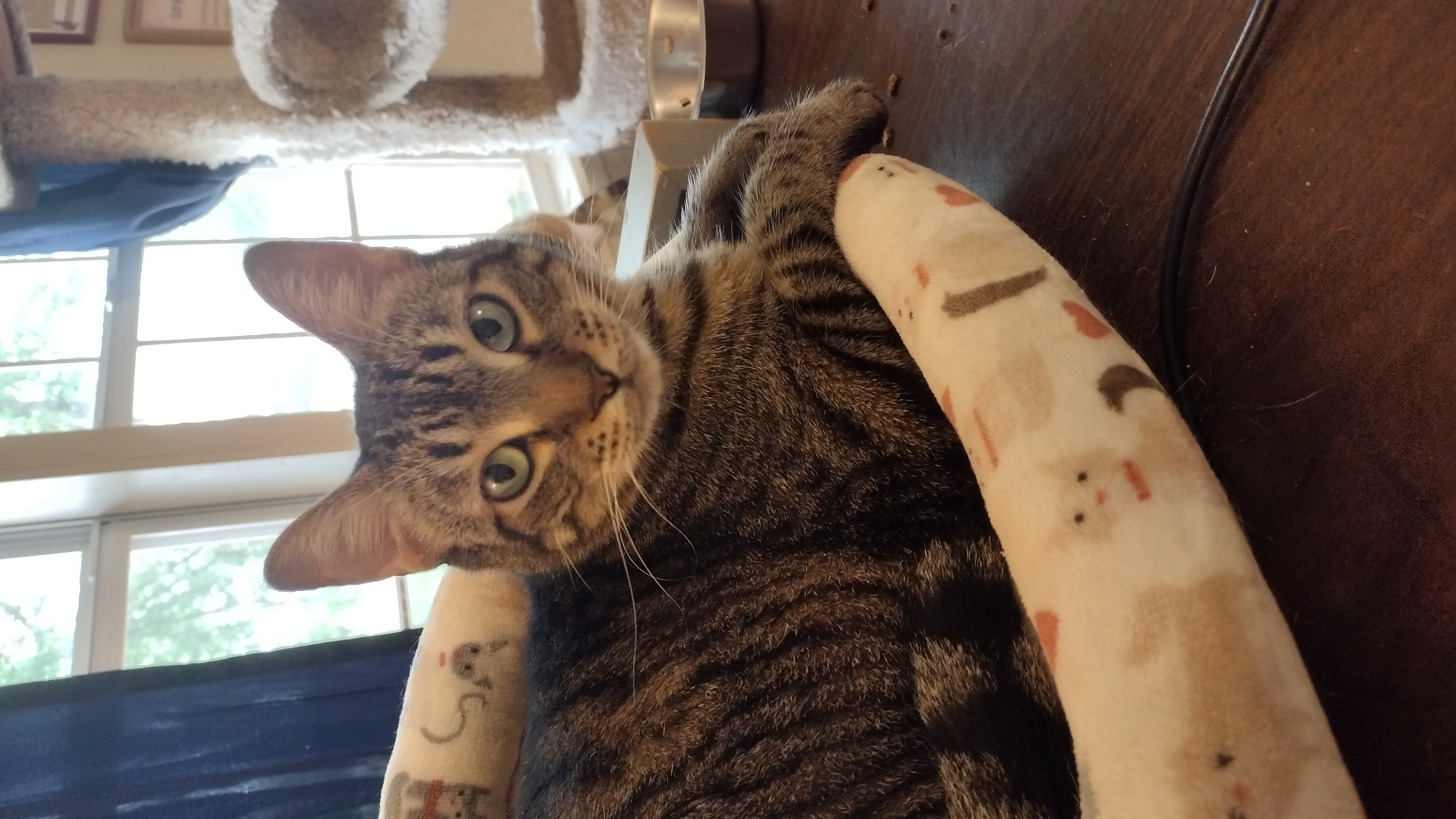 Enlarge Junebug, a Adoptable Domestic Short Hair in Mineola, TX image 1/1