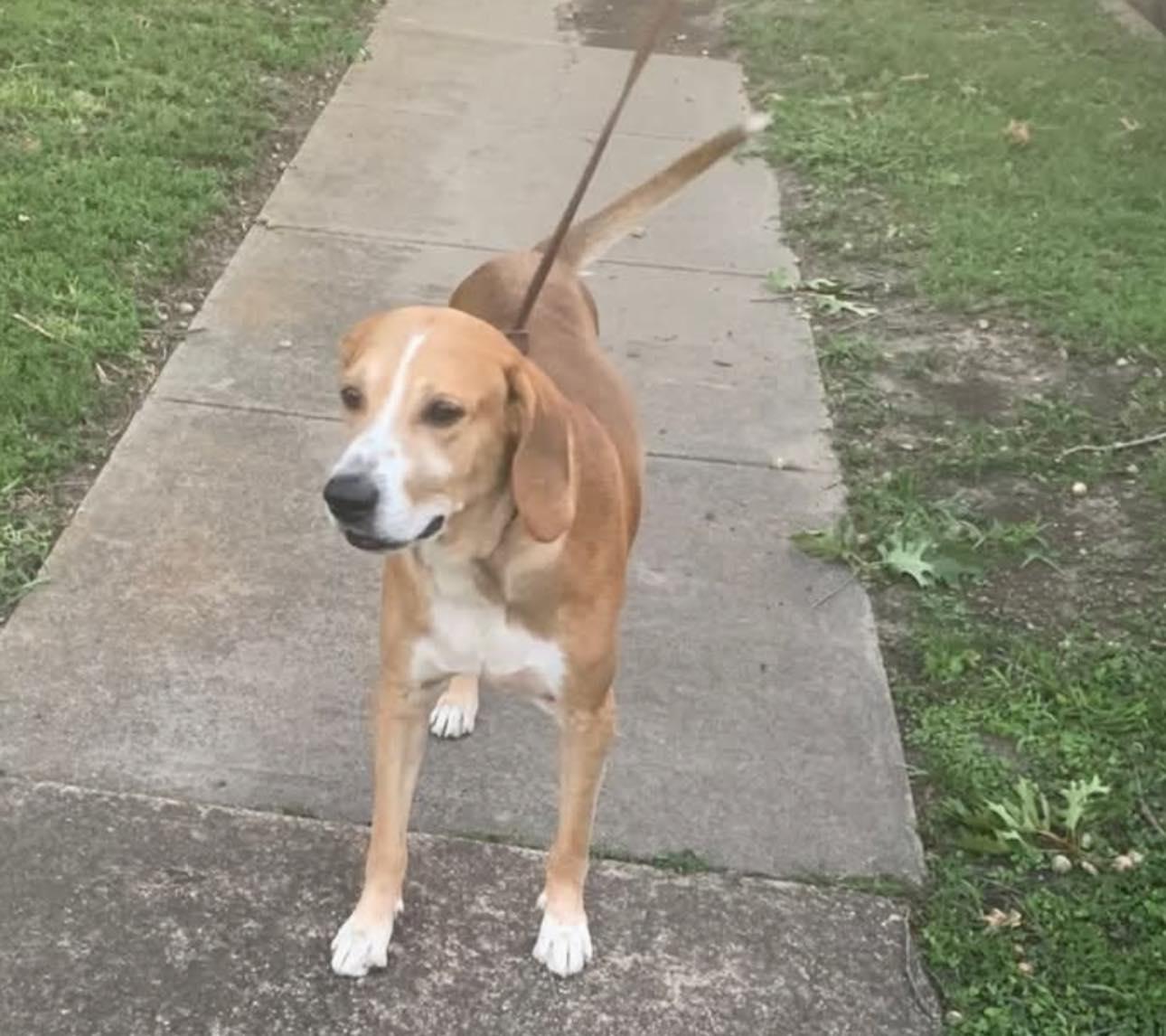 Enlarge Jethro, a Adopted Hound in Rowlett, TX image 1/1