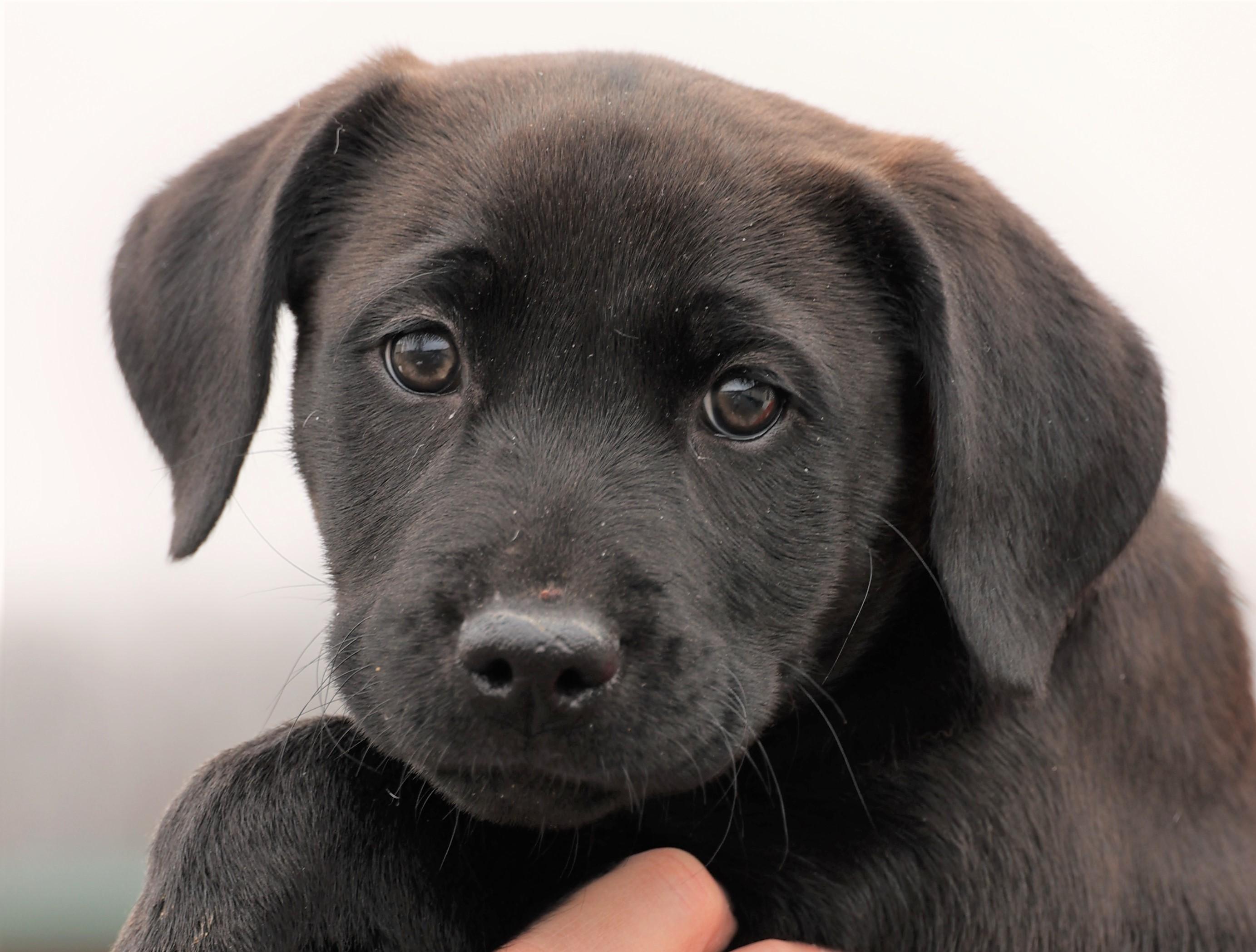 2026Jackie, an adopted mixed breed in Frederick, MD image 1/6