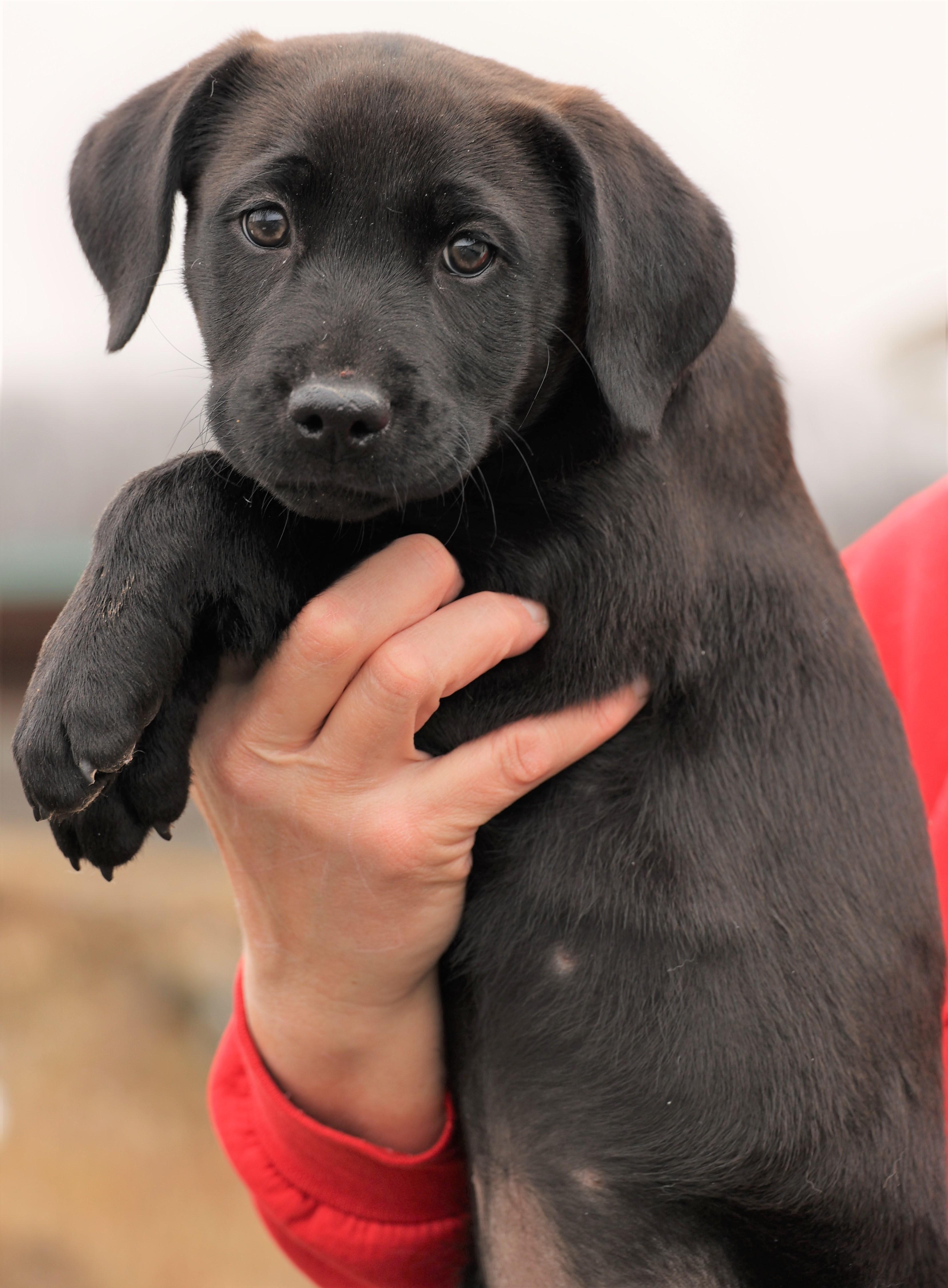 2026Jackie, an adopted mixed breed in Frederick, MD image 3/6