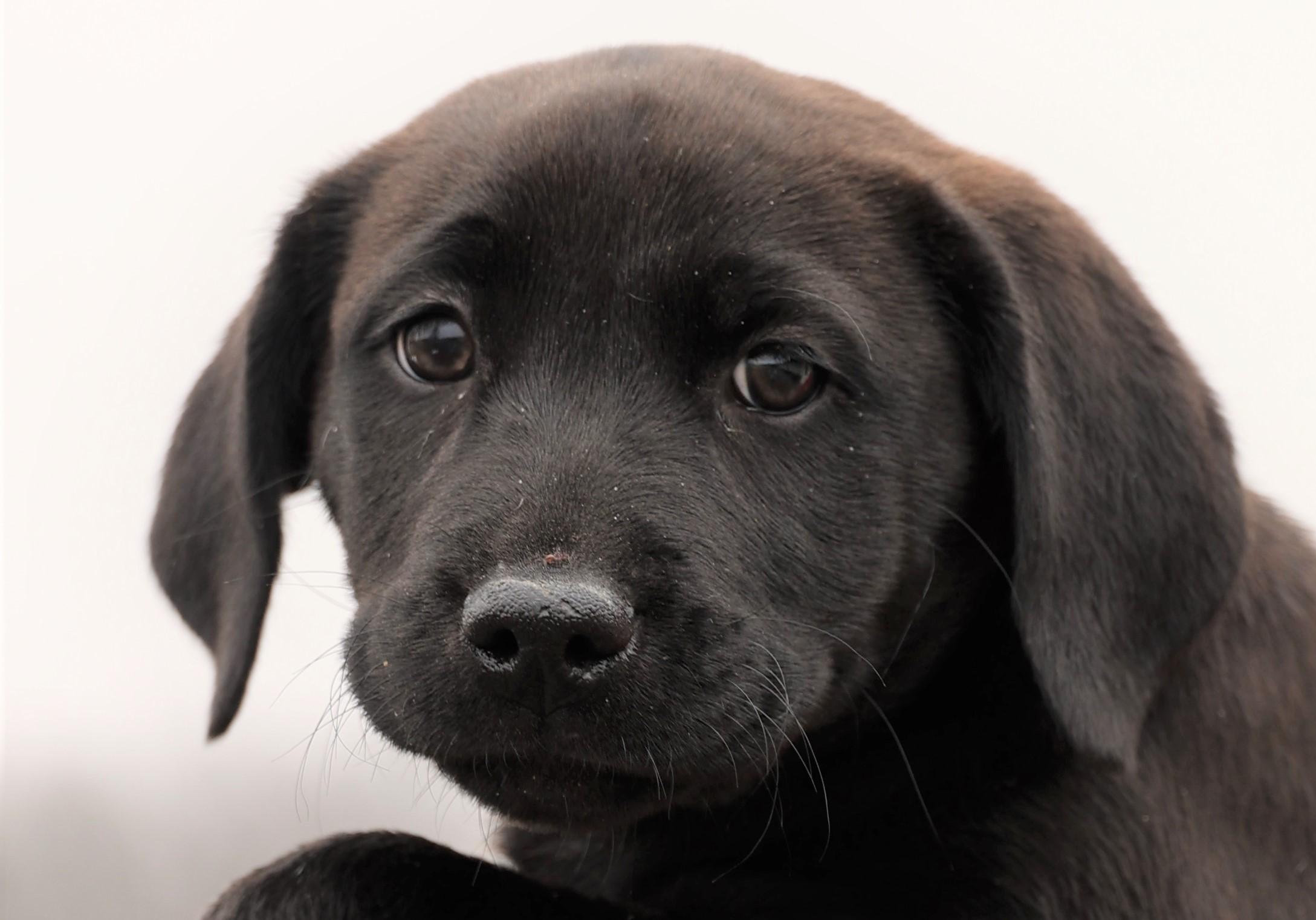 2026Jackie, an adopted mixed breed in Frederick, MD image 2/6