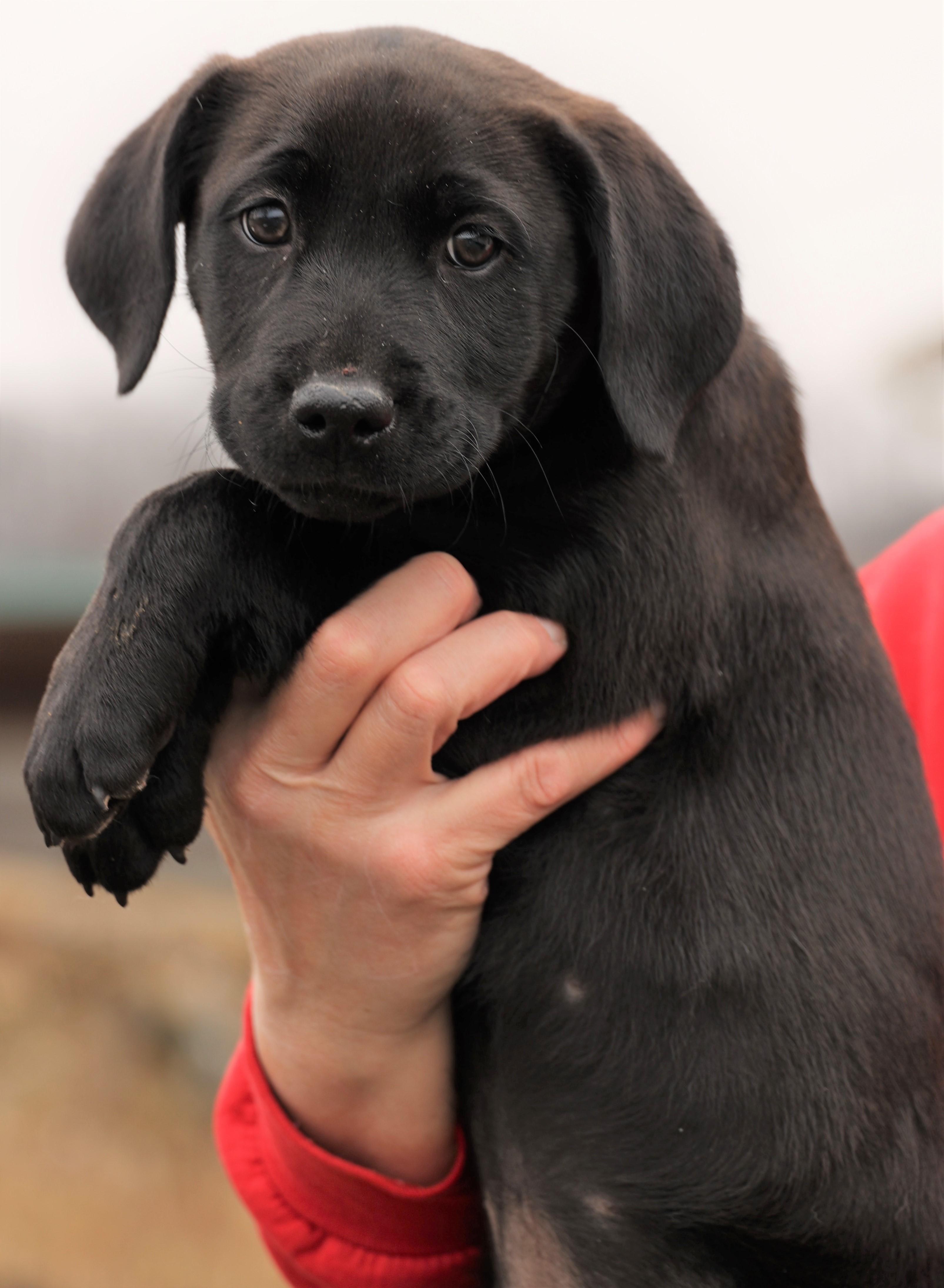 2026Jackie, an adopted mixed breed in Frederick, MD image 4/6