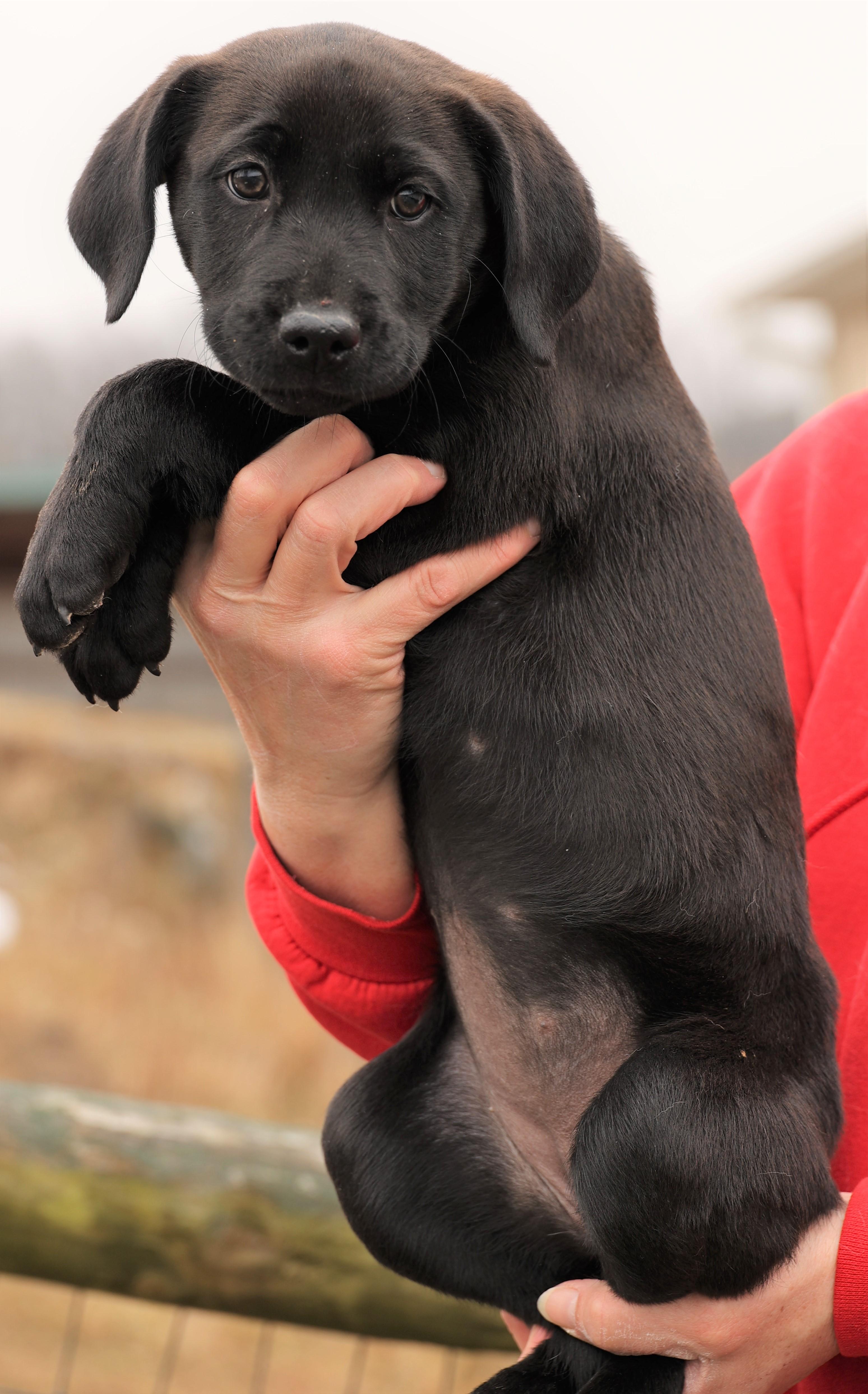 2026Jackie, an adopted mixed breed in Frederick, MD image 5/6