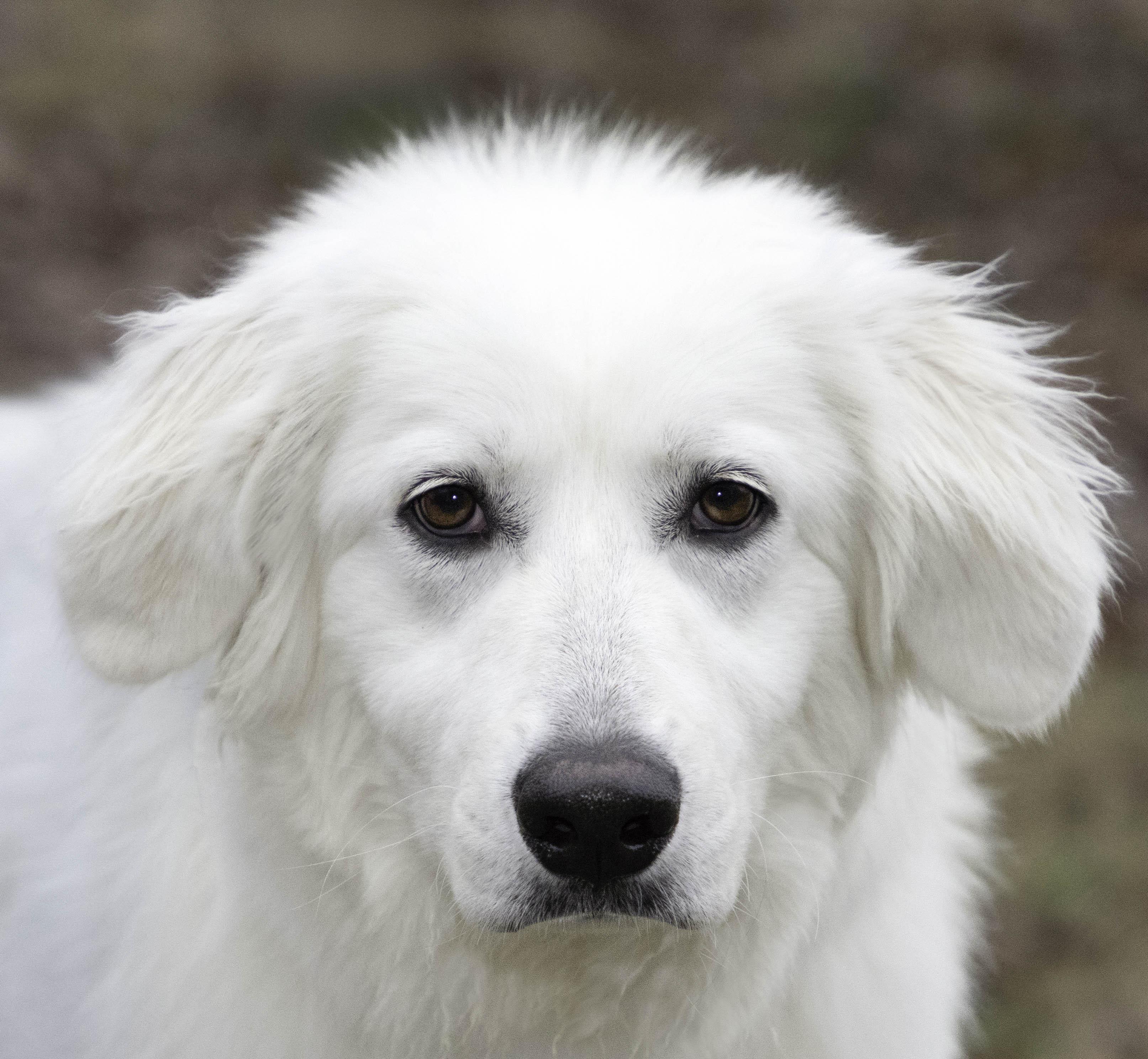 Enlarge Dixie, a Adoptable mixed breed in Marshall, MI image 1/4