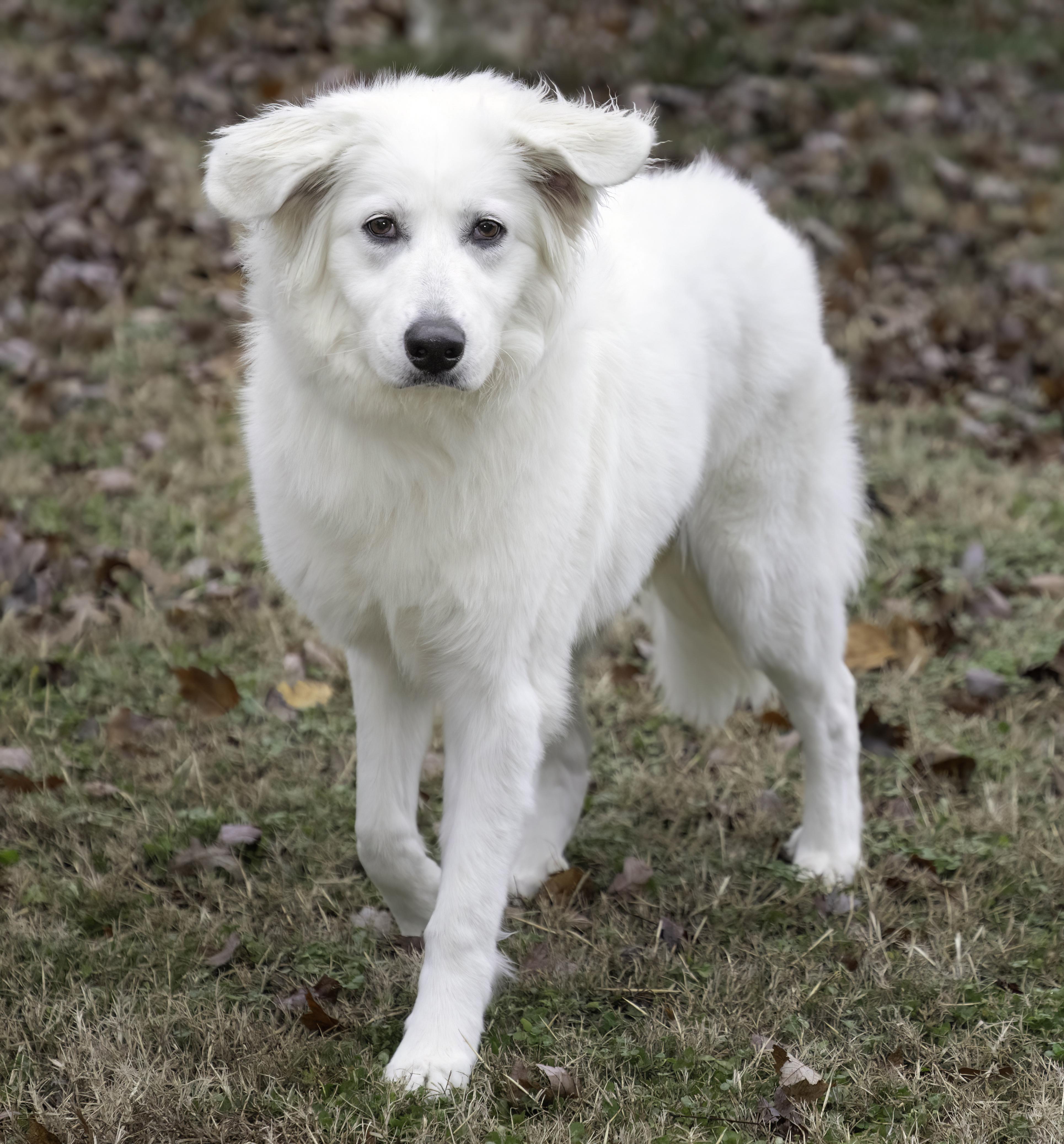 Enlarge Dixie, a Adoptable mixed breed in Marshall, MI image 3/4