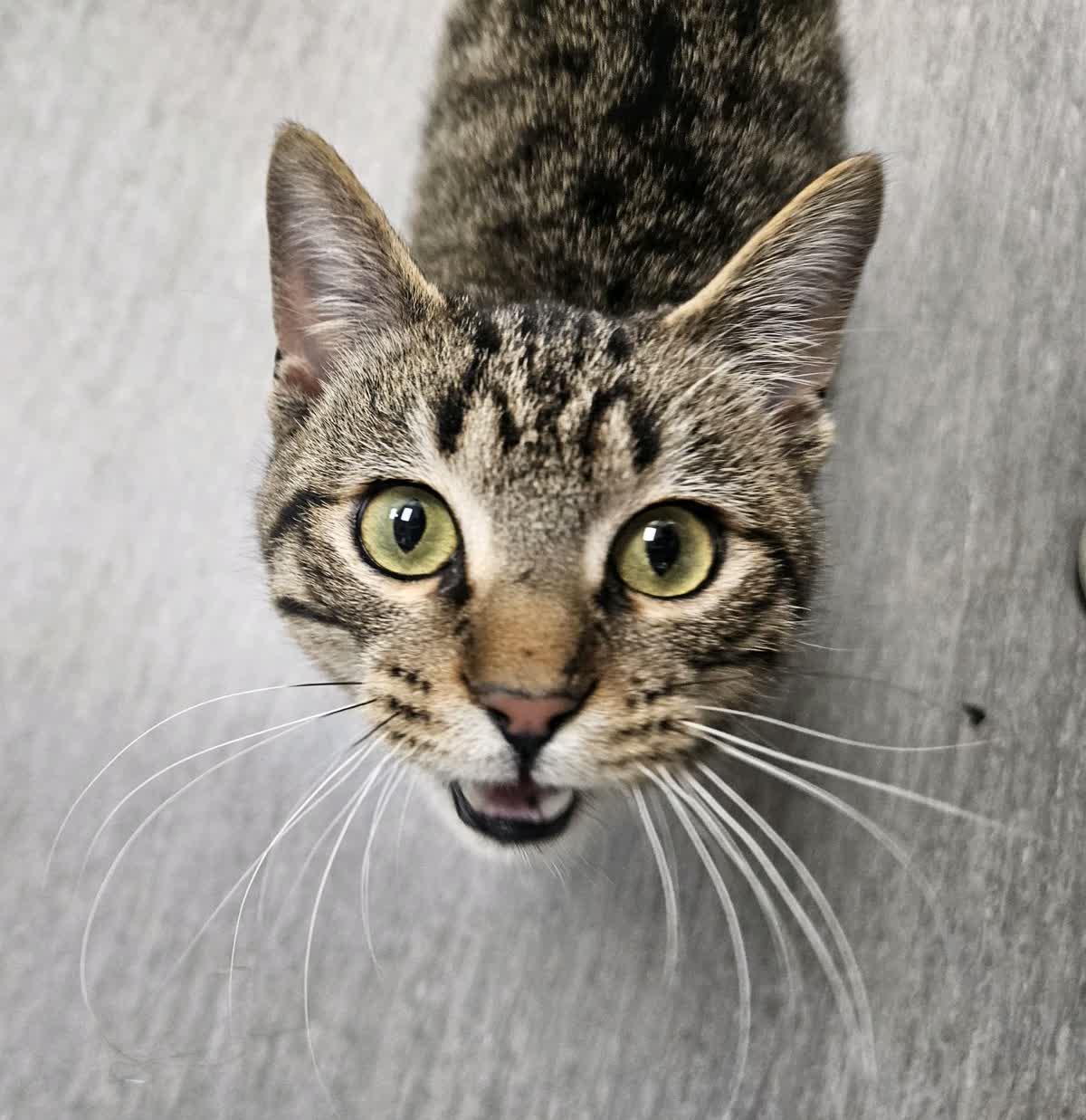Benny, adopted, Young Male Domestic Short Hair.