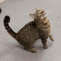 Enlarge Benny, an adopted Domestic Short Hair in Neosho, MO image 2/2