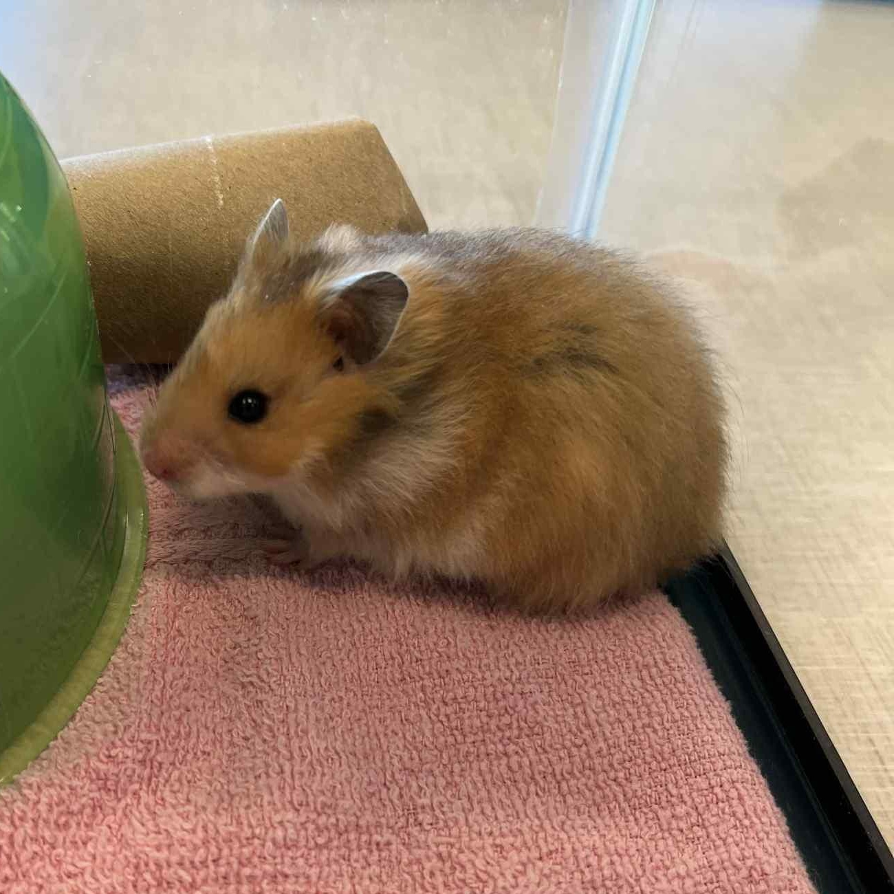 Enlarge Zibby, a Adoptable Hamster in Onalaska, WI image 5/5