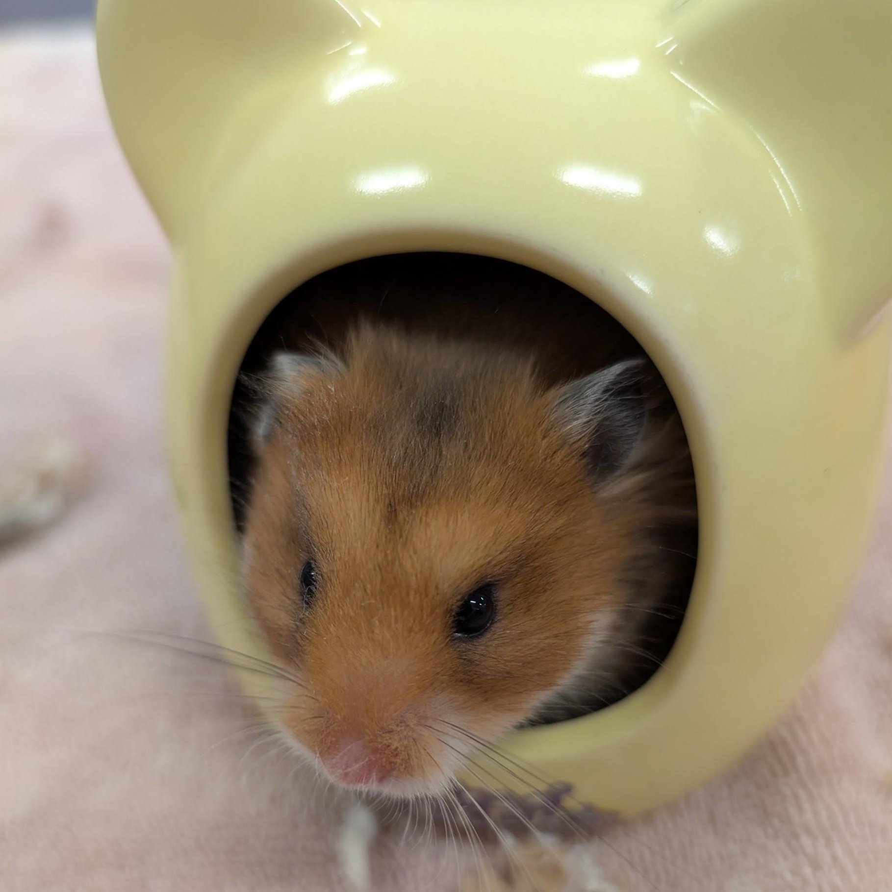 Zibby, Adoptable, Adult Female Hamster.