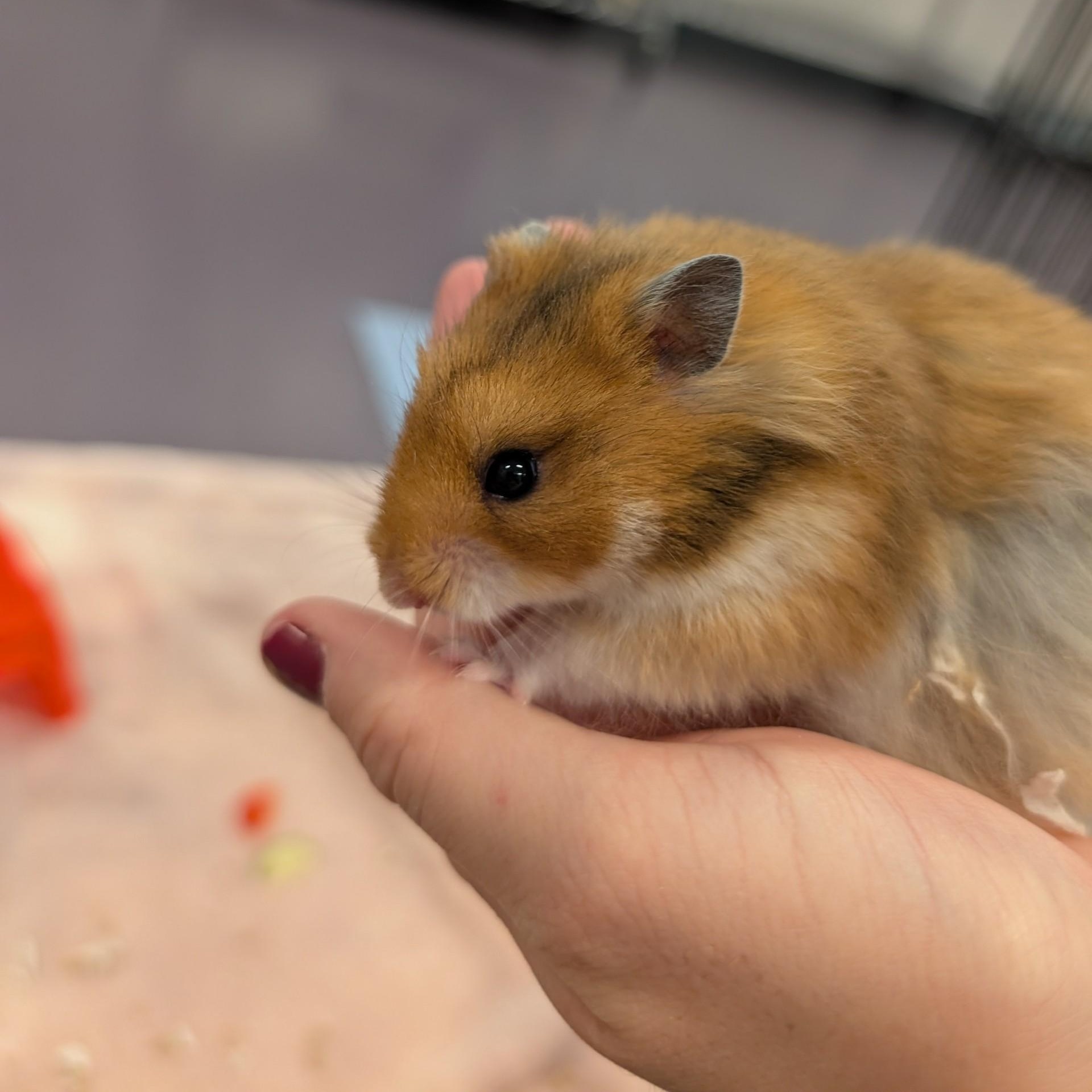 Enlarge Zibby, a Adoptable Hamster in Onalaska, WI image 2/5