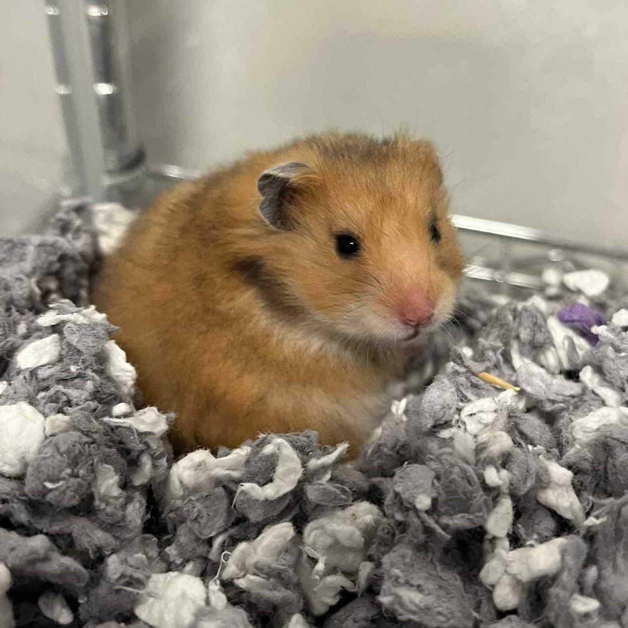 Enlarge Zibby, a Adoptable Hamster in Onalaska, WI image 4/5
