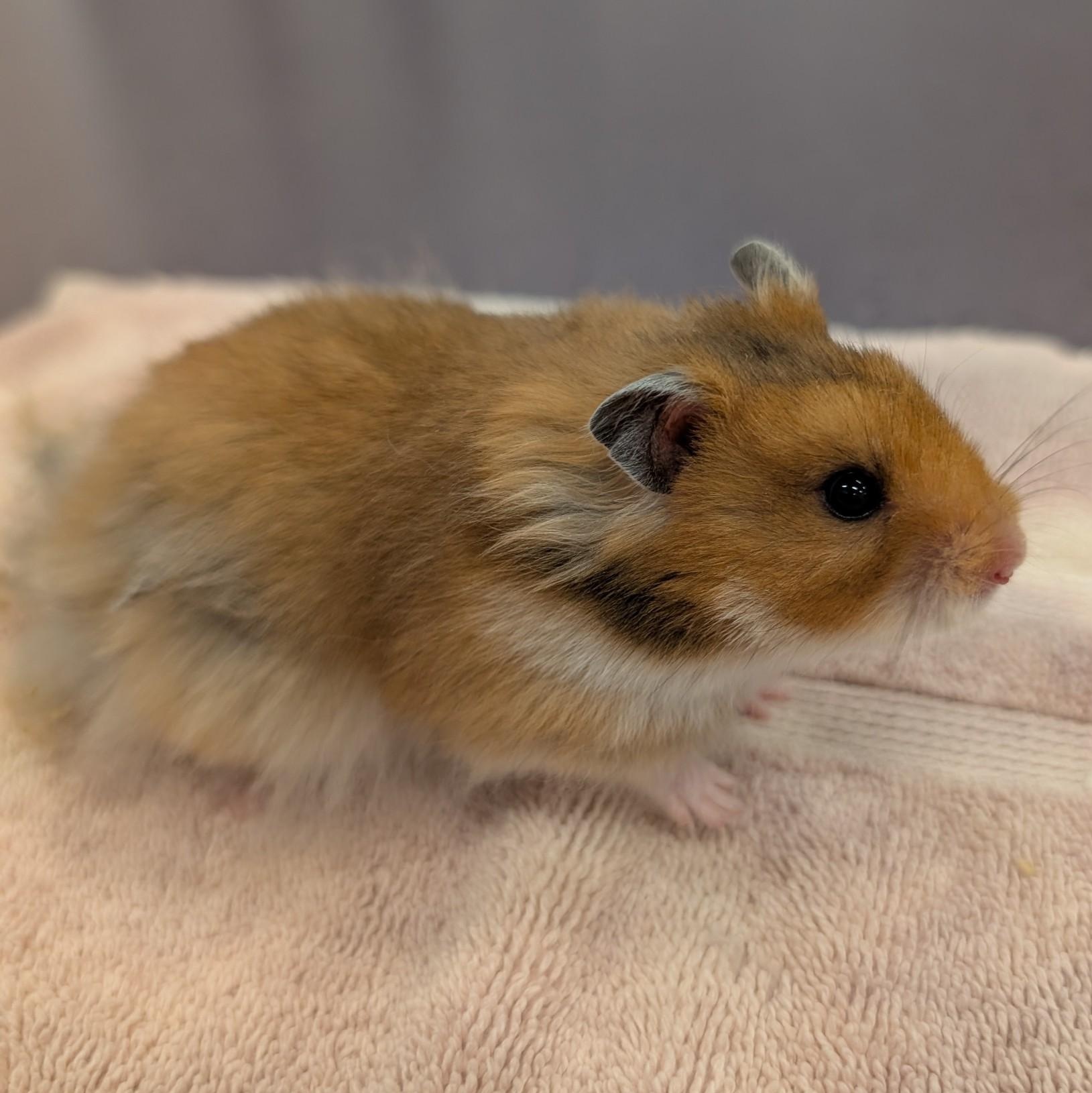 Enlarge Zibby, a Adoptable Hamster in Onalaska, WI image 3/5