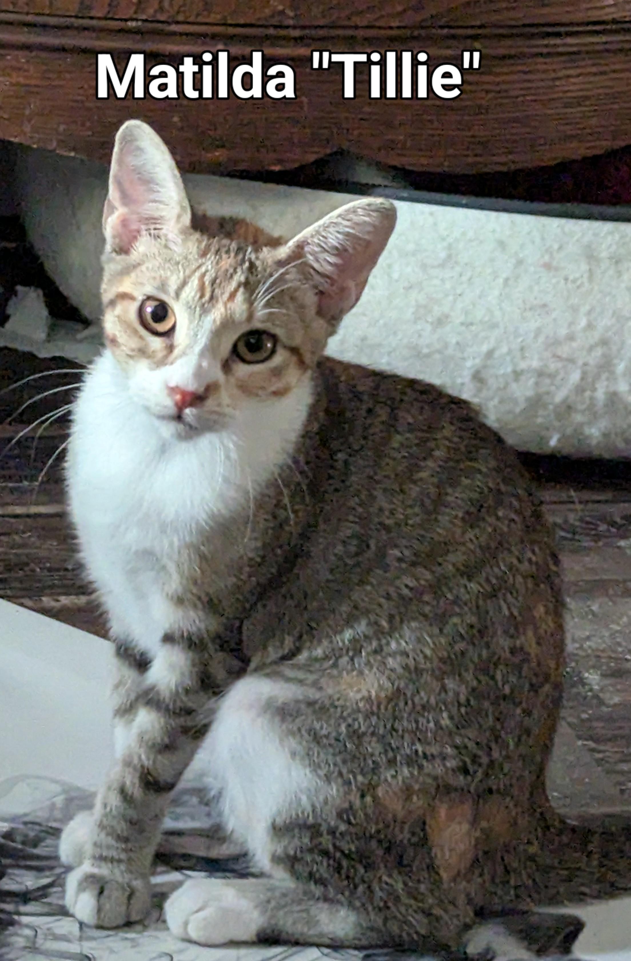 Enlarge Matilda, a Adoptable Domestic Short Hair in Lincoln, NE image 1/1