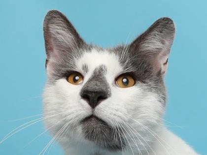 Barrett, Adoptable, Adult Male Domestic Short Hair & Domestic Short Hair.