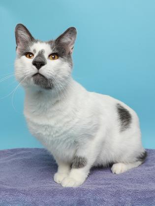 Barrett, a Adoptable mixed breed in Longmont, CO image 3/3