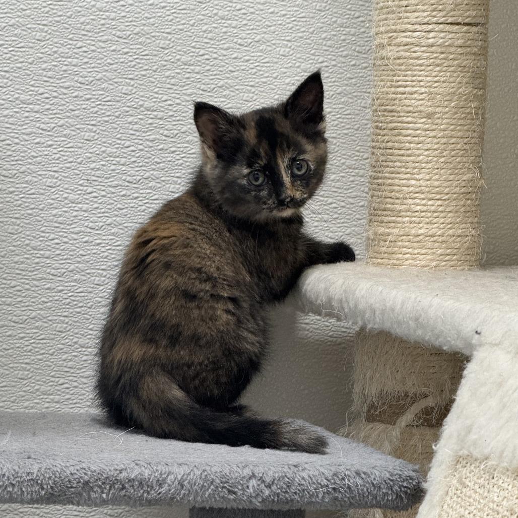 Liberty, a Adoptable Domestic Short Hair in Driggs, ID image 1/3