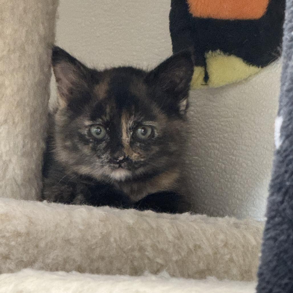 Liberty, a Adoptable Domestic Short Hair in Driggs, ID image 2/3
