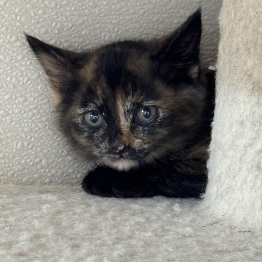 Liberty, a Adoptable Domestic Short Hair in Driggs, ID image 3/3