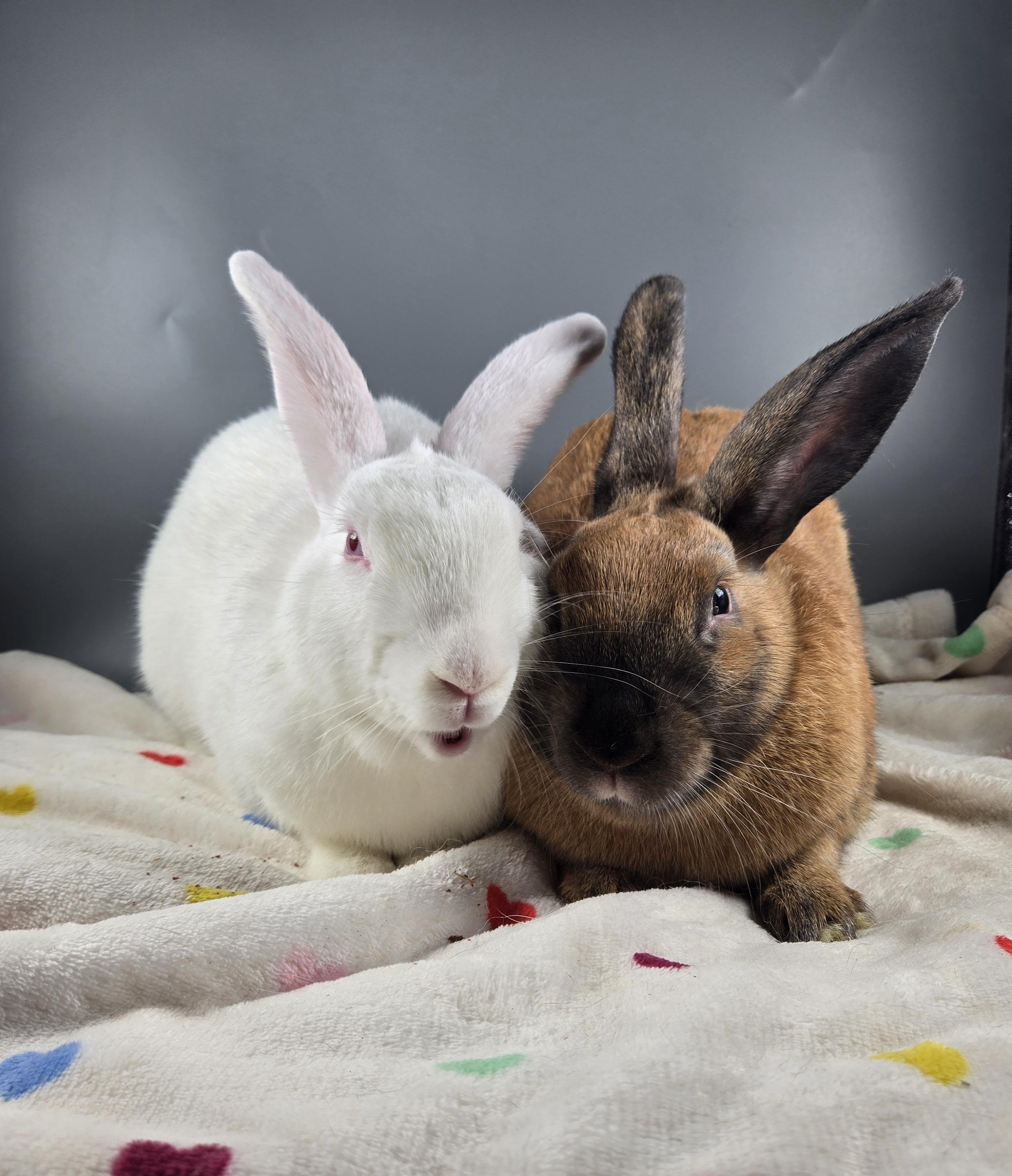 Neptune and Mars, a ADOPTABLE Cinnamon in San Antonio, TX image 4/6