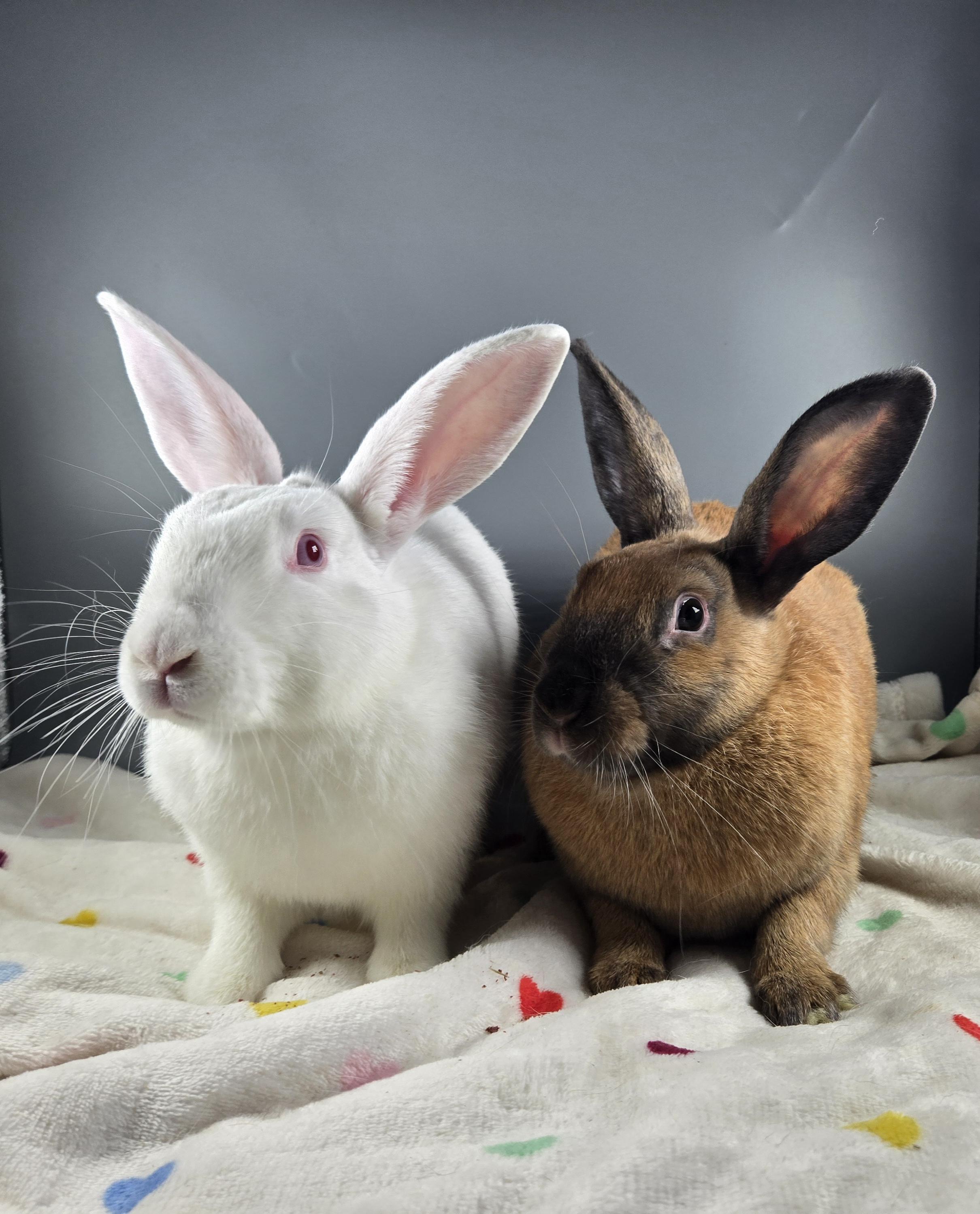 Neptune and Mars, a ADOPTABLE Cinnamon in San Antonio, TX image 3/6