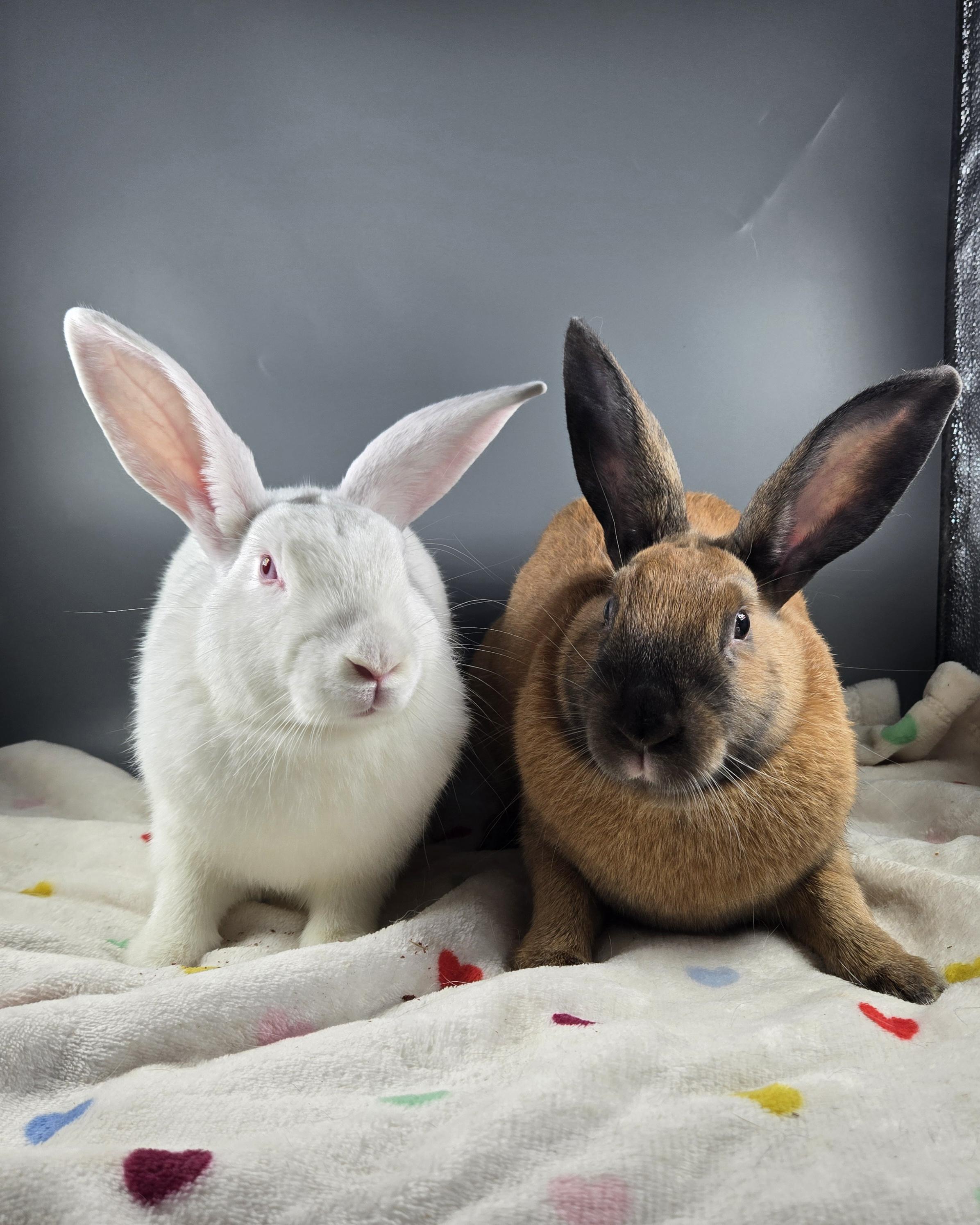 Neptune and Mars, a ADOPTABLE Cinnamon in San Antonio, TX image 2/6